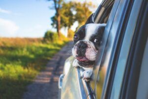 Cuida de tu perro. Viaja en coche seguro con él Viajar segruros en coche